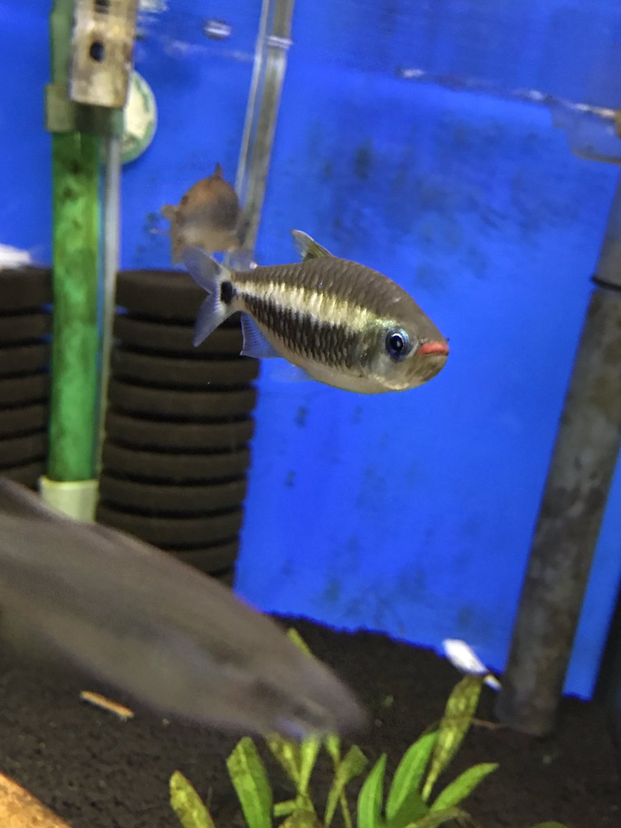 ワンラブモレラ岐阜店アクア コギャルテトラ 青い目と赤い口が特徴的な熱帯魚です アイシャドーと口紅してるみたいです コギャルテトラ テトラ