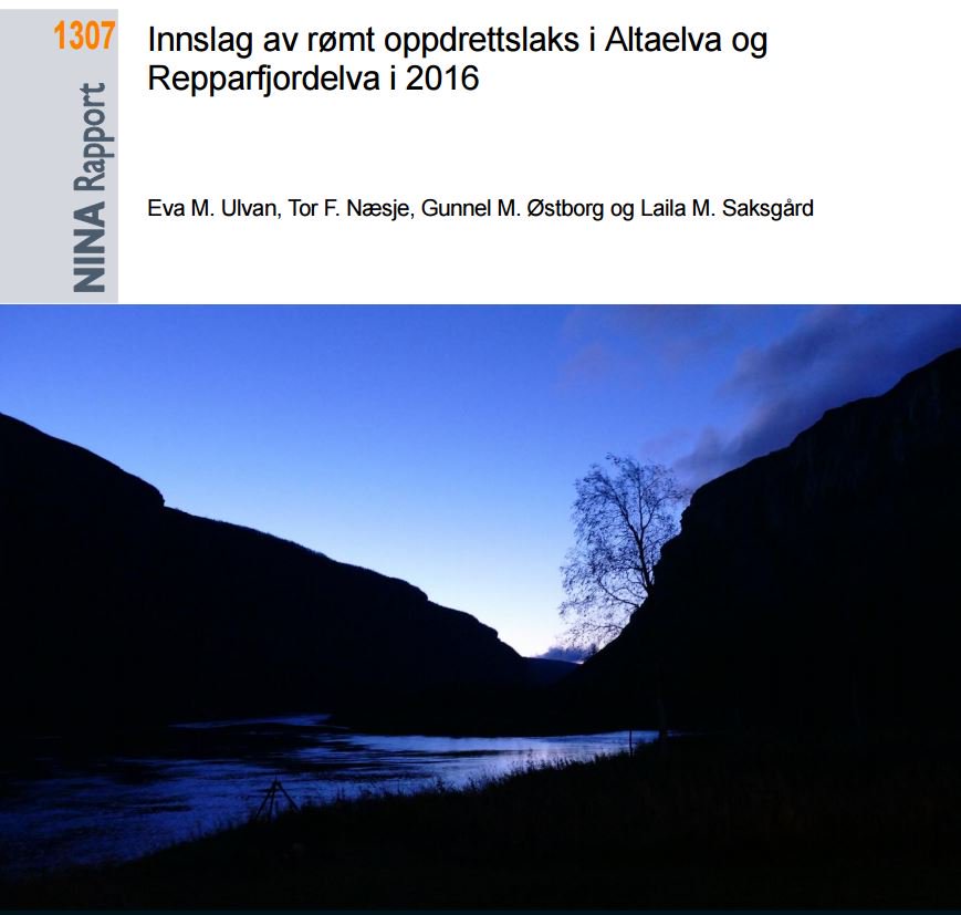 NINAforskning's tweet photo. Ny NINA-rapport klar i dag: Innslag av rømt oppdrettslaks i Altaelva og Repparfjordelva i 2016, https://t.co/sKex8ZcJSG https://t.co/3k118WYdsw