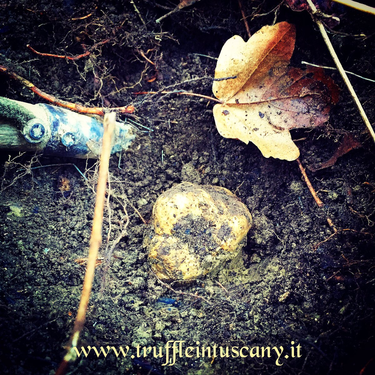 TruffleTuscany's tweet photo. Truffle Hunting in Tuscany 
https://t.co/H8ZW034nuV https://t.co/VduehGK3Jw