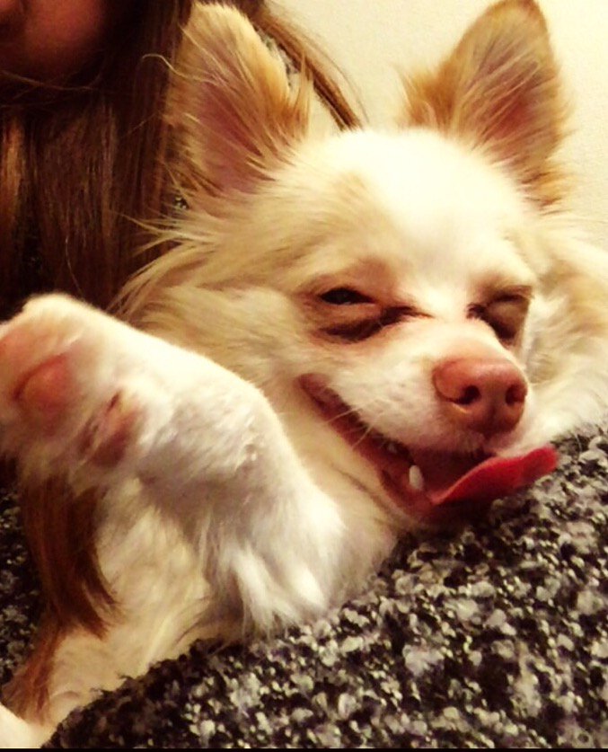 愛犬フリーザと一時お別れして新幹線乗車