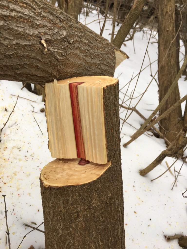 ciaracondon7's tweet photo. Who knew trees bleed too? 🌳#manitobamaple #negundo #arborist https://t.co/lt9ChCYSJe