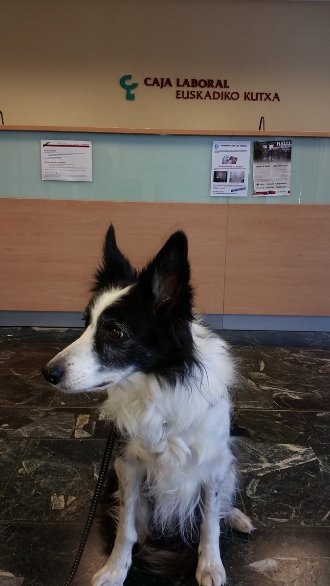Txakurtzen's tweet photo. @LABORALkutxa me gusta trabajar con empresas que admiten #perros educados  en sus oficinas. Gracias https://t.co/vyv43VJiLY