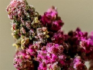 cienciaplus's tweet photo. El genoma de la quinoa anima a convertirla en base alimenticia mundial https://t.co/2kLomYIzVM https://t.co/Muadohe1CF