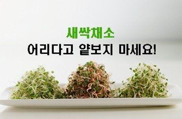 새싹채소의 효능    |