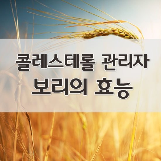 보리의 효능