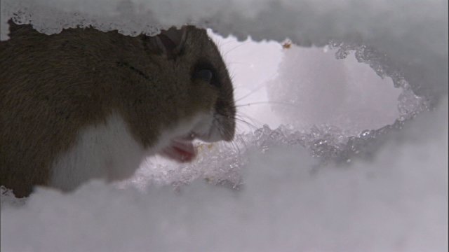 Meerkat Pest Control On Twitter Mice Looking To Find Their Way