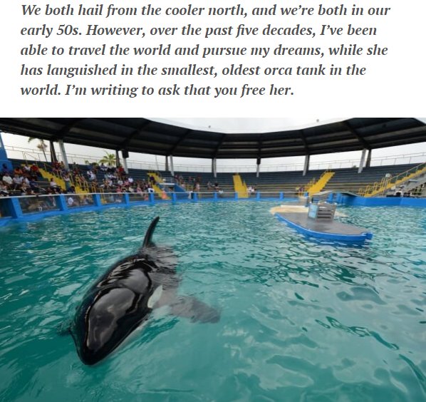 OrcaSOS's tweet photo. 💙@Alancumming Just Spoke Up for LOLITA the Loneliest Orca on Earth
@peta https://t.co/04QsnobpKe
#FreeLOLITA #Blackfish
🌊A sanctuary awaits https://t.co/xPlhkmLjN3