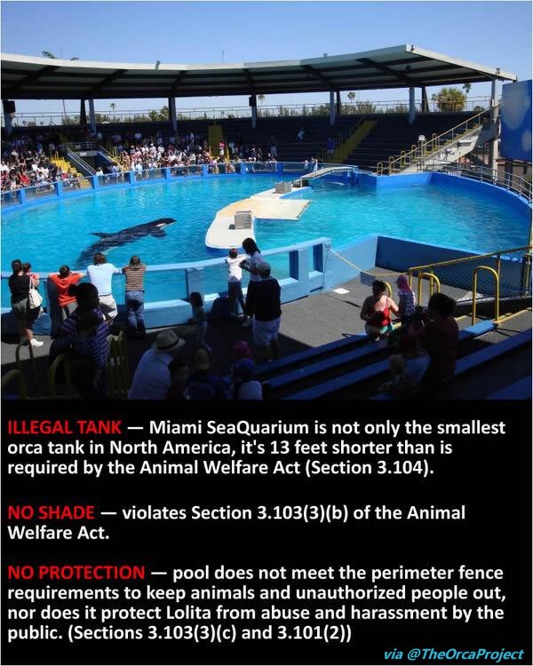 OrcaSOS's tweet photo. 💙@Alancumming Just Spoke Up for LOLITA the Loneliest Orca on Earth
@peta https://t.co/04QsnobpKe
#FreeLOLITA #Blackfish
🌊A sanctuary awaits https://t.co/xPlhkmLjN3