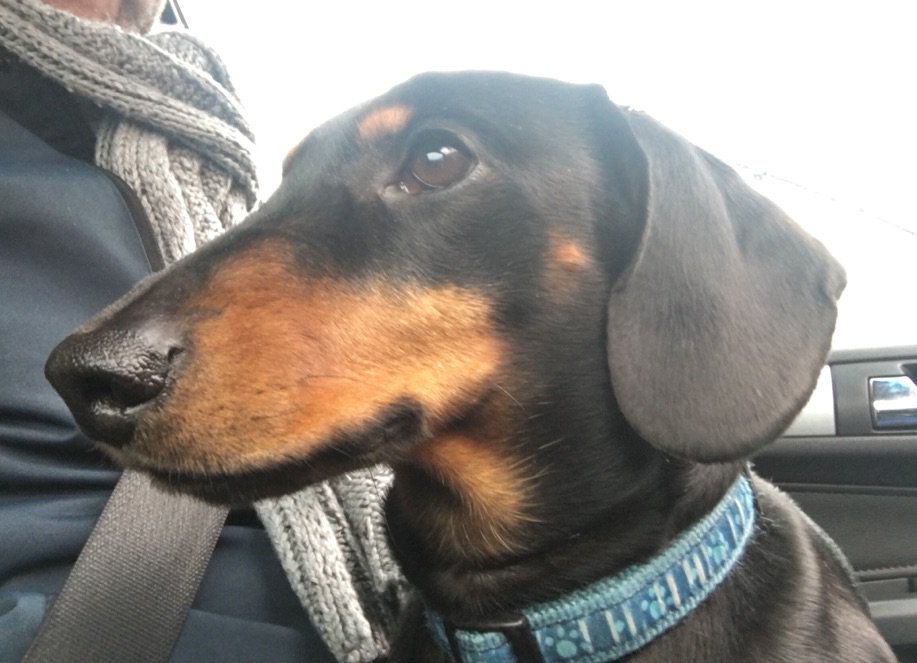 drjohnandrews's tweet photo. Look who came to collect me from the train station #peppergram https://t.co/zErOsn9GnG