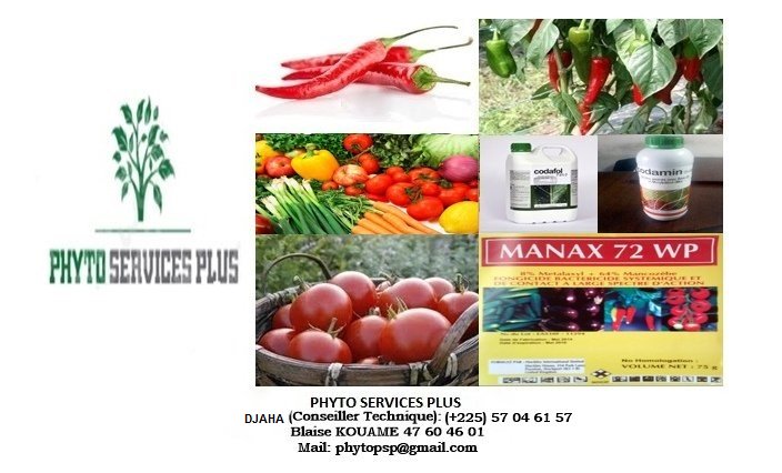 PHYTOPSP's tweet image. 