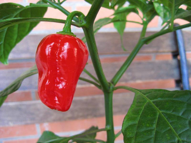 PHYTOPSP's tweet image. 