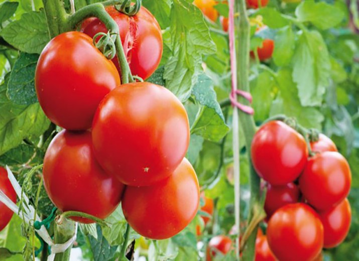 PHYTOPSP's tweet image. 