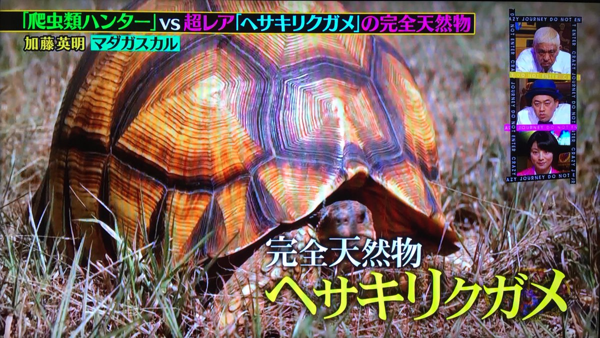 伊藤カヅヒロ 天然ヘサキリクガメ美しいのう クレイジージャーニー T Co Tkufp46fca Twitter 伊藤カヅヒロ 天然ヘサキリクガメ美しいのう クレイジージャーニー T Co Tkufp46fca Twitter