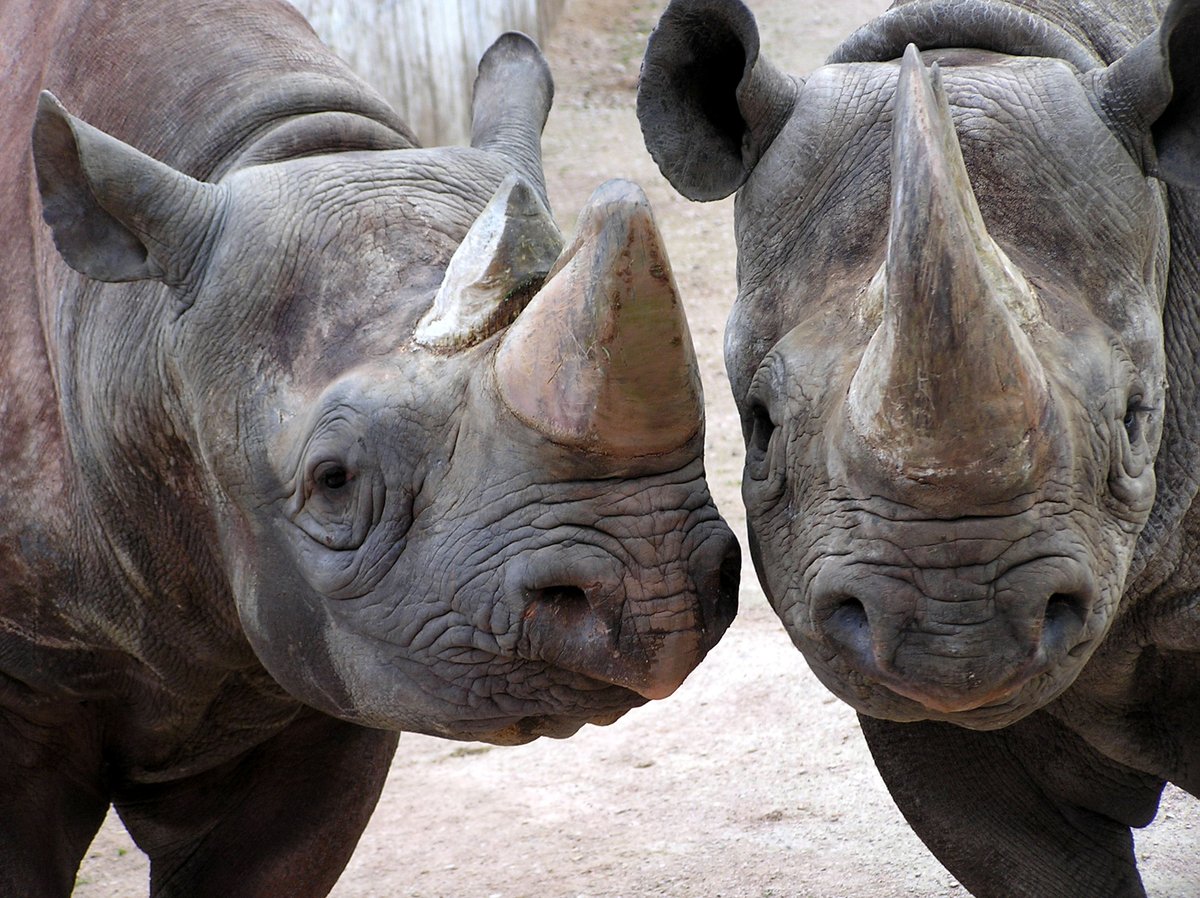 How our 2016 <a href="/GreatBigRhinos/">Great Big Rhinos</a> helped <a href="/savetherhino/">Save the Rhino International</a> protect Javan and Sumatran rhinos #ThrowbackThursday <a href="/PaigntonZoo/">Paignton Zoo</a> ow.ly/MqNm308Liv5