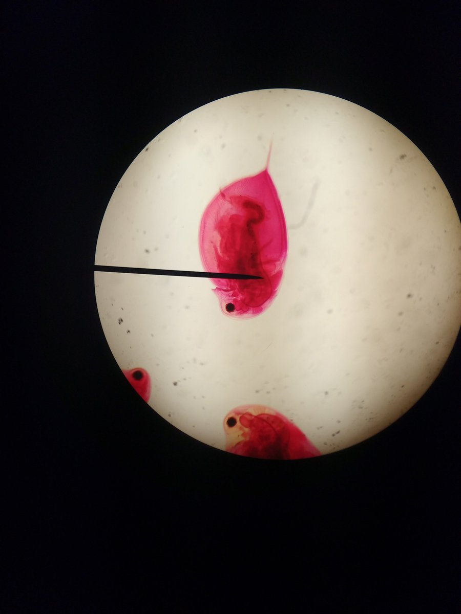 9x2 enjoying using microscopes 🔬👩‍🔬🤓 @wyedeanschool #chickembryo #obelia #dophnia #carys #lissy