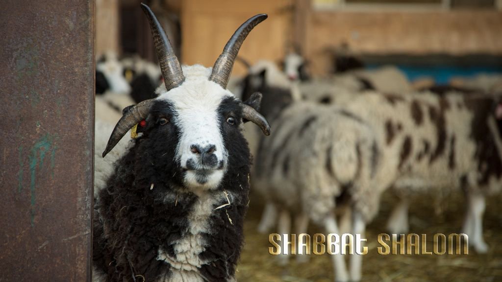 Yfinkel73's tweet image. The awesome #JacobSheep of my dear friends, Jenna &amp;amp; Gil Lewinsky. 
like them? become friends of the Jacob Sheep.