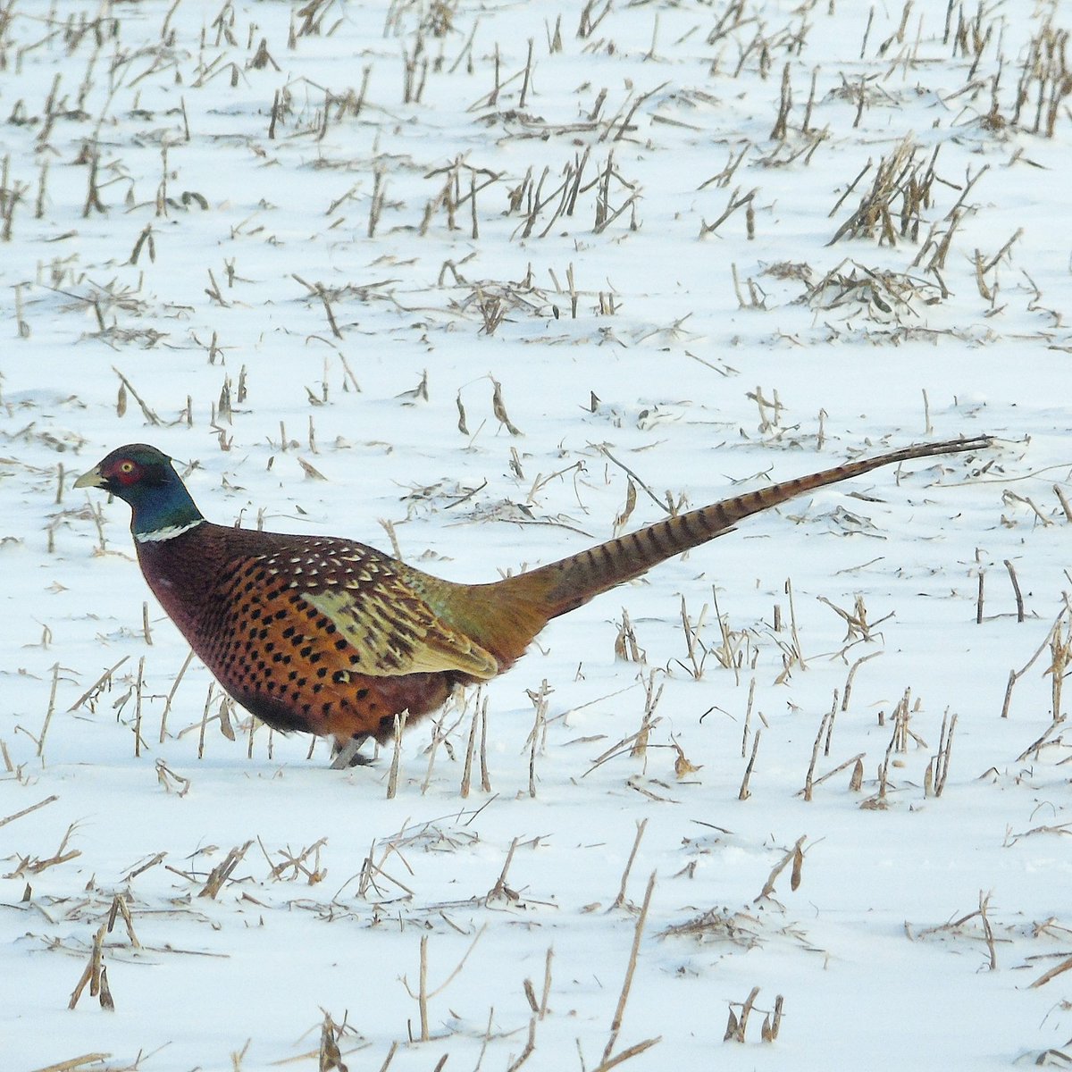 SourisWildlife's tweet photo. Stunning photograph of this #RingneckedPheasant taken in #RolloBay by Jane Hanlon! #NatureIsBeautiful #Winter2017 #Souris #PEI https://t.co/kRmXhsHIOn