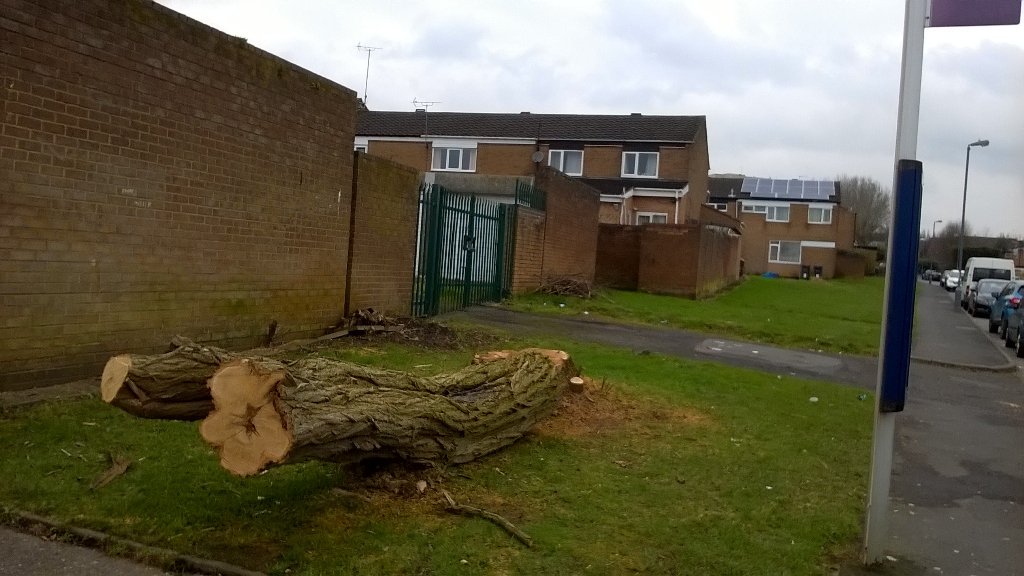 Diseased and dangerous tree by bus stop on Wisley Way outside Wisley News reported and now felled.