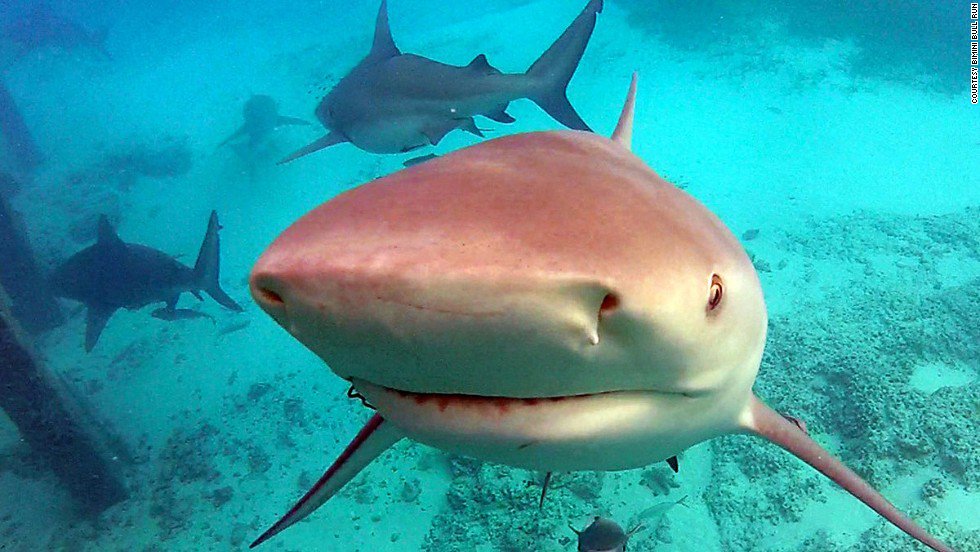 CNN's tweet photo. Here are the best (and safest) places to swim with sharks https://t.co/JlWe30Zf4j (via @CNNTravel) https://t.co/wBznQVEG8T