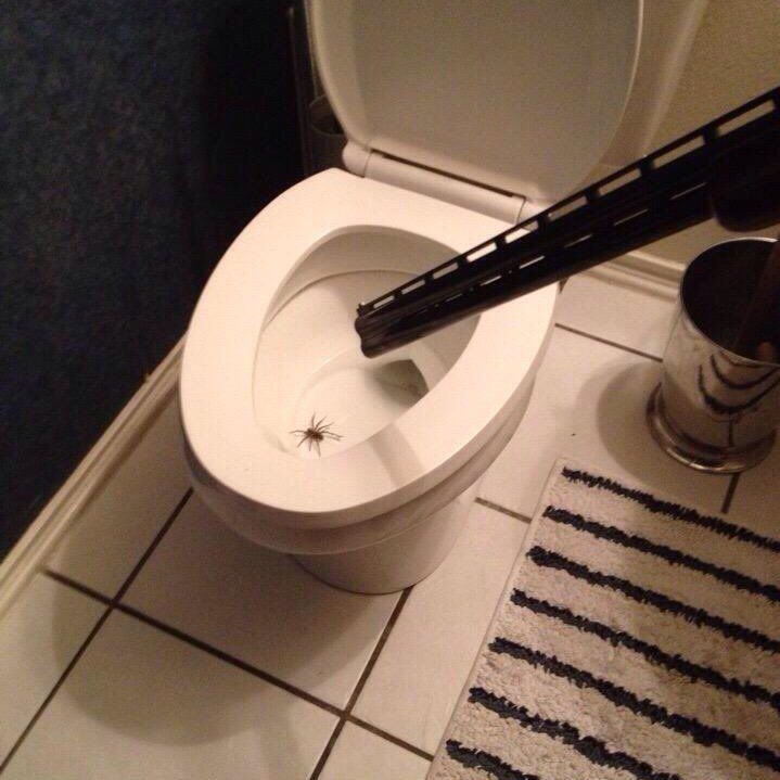How to kill a Spider