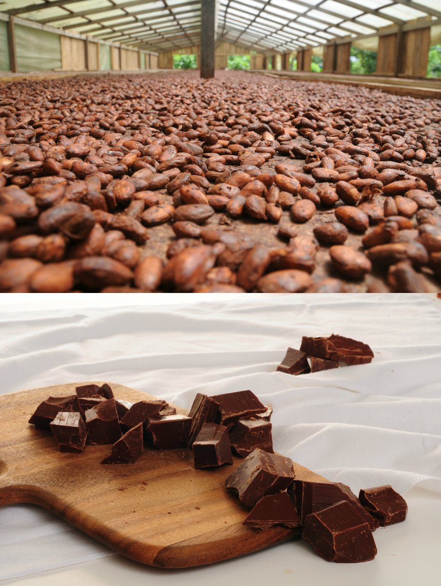 With #ValentinesDay nearing, our investee @CacaoDeColombia is taking us on a journey from bean to bar: instagram.com/acumenorg #chocolate