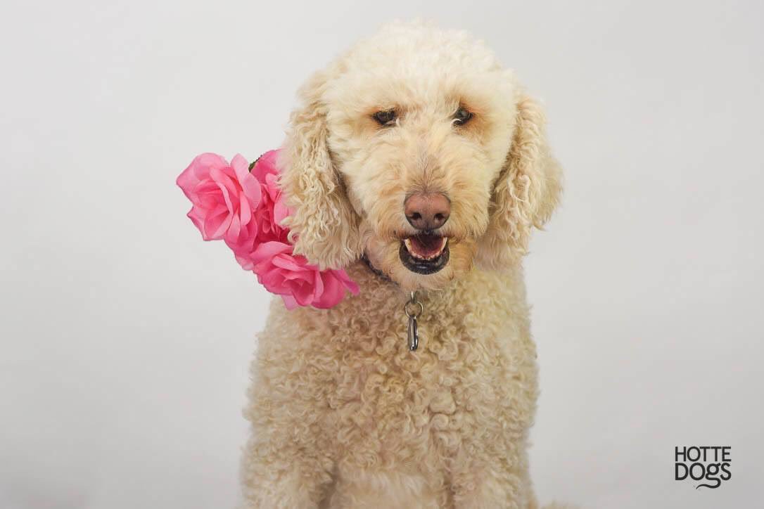HotteDogs's tweet photo. Beautiful Bella Rosa @timmins_hotte Valentine's Day Love Shot in support of @CFHS #ottcity #ottawapetphotgraphy #letsendanimalcruelty https://t.co/p0oD6MffJH