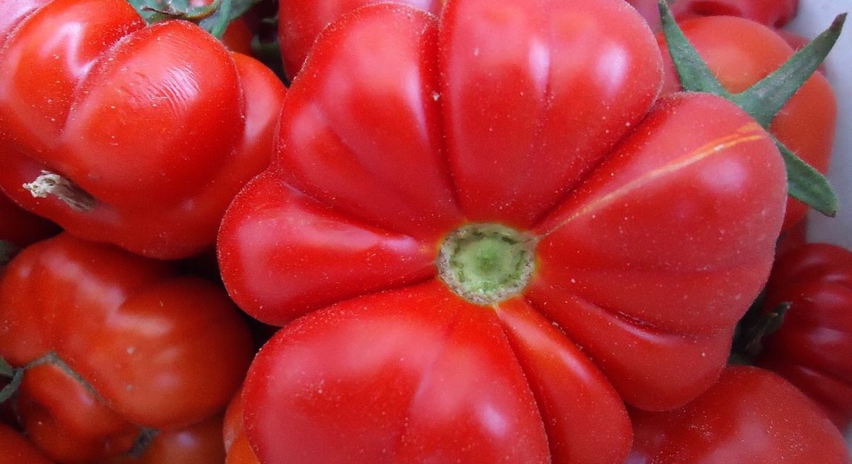 Santorini_Guide's tweet image. Who hasn&apos;t read our latest #blogpost? Go take a look santoriniguide.gr/general-info/f… it&apos;s all about #santorini #products