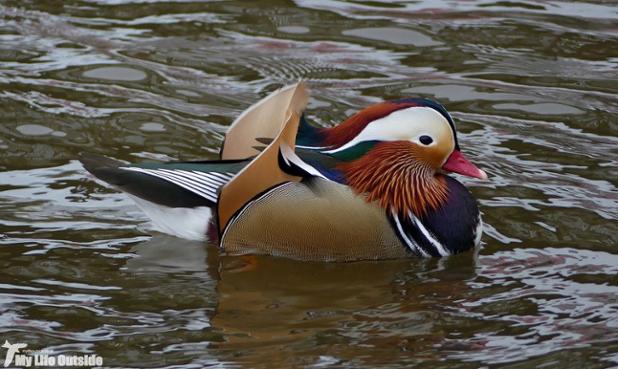 Some winter colour on my blog with this Aberaeron Mandarin. Fancy a read? ow.ly/FlD0100AiVF  #OutdoorBloggers