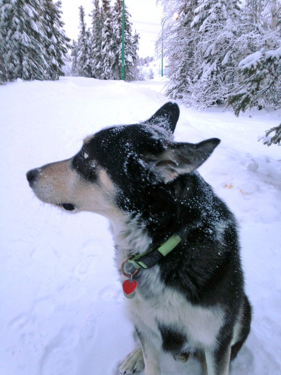 EcologyNorth's tweet photo. Humans aren't the only ones commuting to work by foot/paw! #winterwalkface #yellowknife @OurYellowknife #winterwalktoworkweek #frostyface https://t.co/PqMVOEAY89