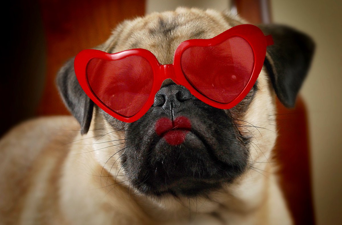 What's sweeter than the love of a dog? A Valentine from your dog!! Daycare dogs will make cards next week! Details @ fb.com/events/5999856…