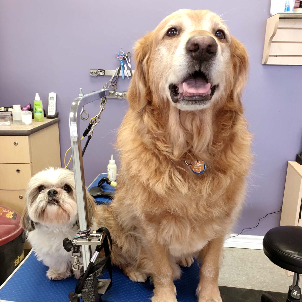 ModernPetsTO's tweet photo. Kammo Keung hanging and Beep Beep waiting to be groomed. :) https://t.co/ncU3fkeyxe