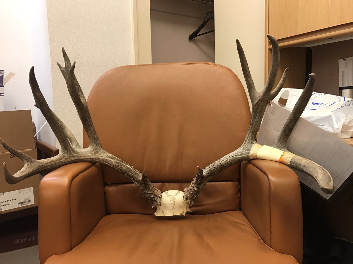 votealonzo's tweet photo. This NM mule deer was poached for its antlers. 232 7/8. Help me pass #HB92 to make it a felony to steal from #nmsportsmen. https://t.co/v5hPVcbFNj