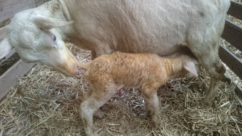 Bij De Zeekraal zijn de eerste lammetjes weer geboren!