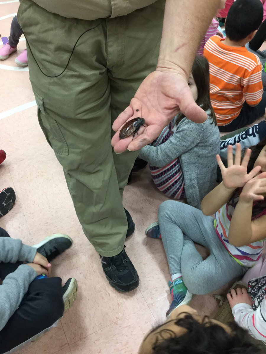 MariaDjurdjevic's tweet photo. Hissing cockroach!!! #62learns #62TE #62Terrace https://t.co/1xP8kARi6o