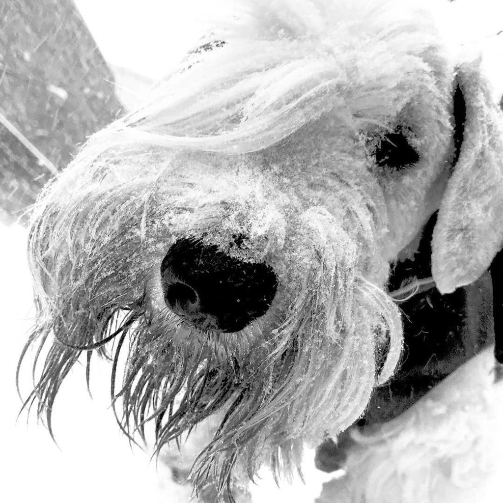 joshrubin's tweet photo. Logan is not in to it. #nycsnowday #winterdog #sealyhamsofinstagram #sealyham #whiteonwhite https://t.co/W4WDElO262 https://t.co/nP58ooMihv