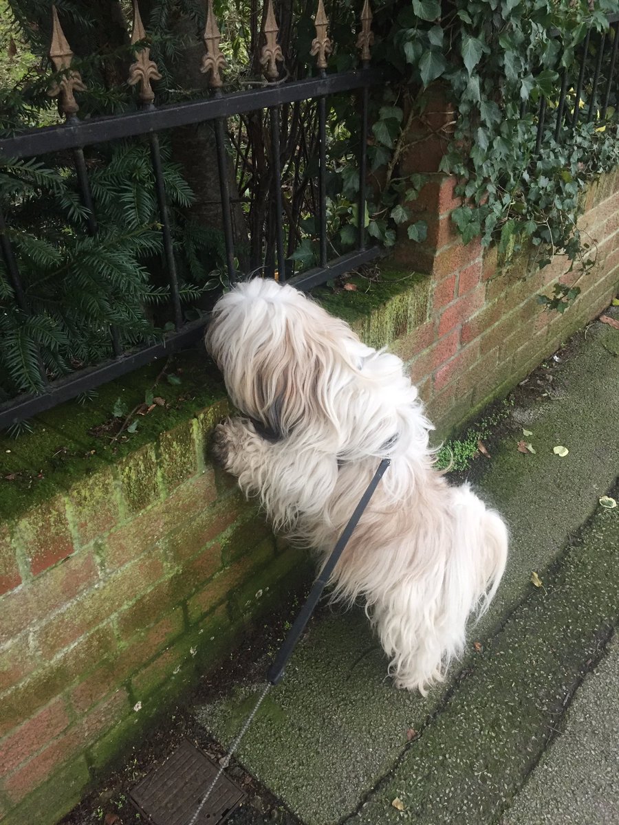 darcydoodledoo's tweet photo. Just checking on the neighbourhood. I take security very seriously! https://t.co/3qAr443J9t