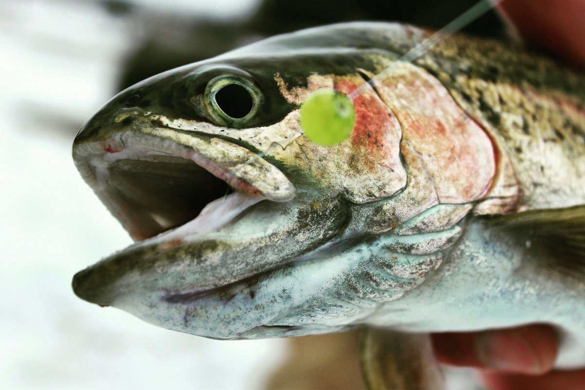 Creek Candy Beads &amp; Beauty Bows 
#topset #topsetsportfishing #winterfish #devinerightphotography #fishing #canada #gofish #ontario