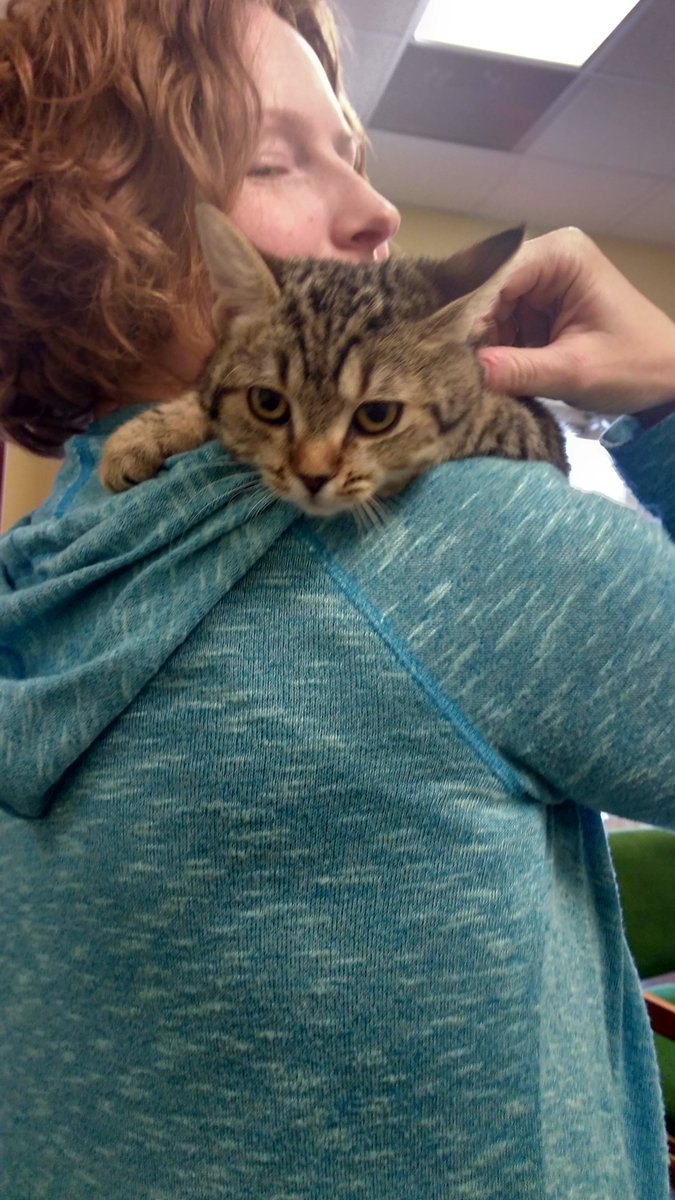 AnimalHarbor's tweet photo. #ThrowbackThursday Remember Danica? She was a sad little kitten thrown from a moving car! She went to her fur-ever home this week! https://t.co/EcNAv1kdJ2