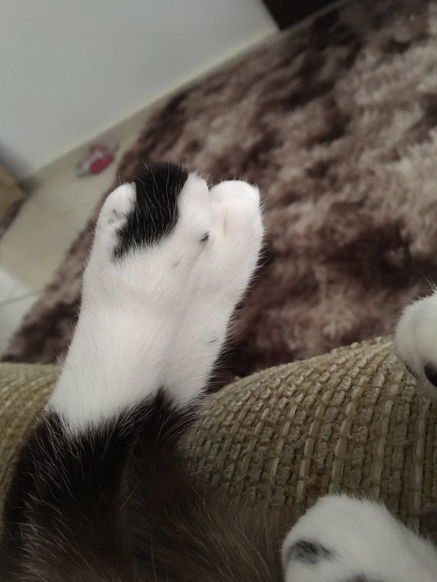 _SABRYN_A's tweet photo. Chulézinho de gato 😍 https://t.co/rZT1V8tXvV