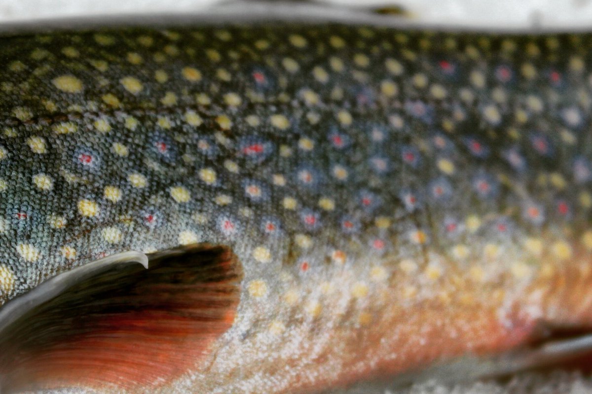 Brook trout 🍁 Known for thier Beautiful patterns &amp; colours 
#topset #topsetsportfishing #brookie #canada #fishing #tweet