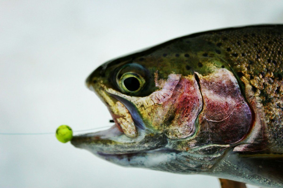 Devine Right Photography - Topsetsportfishing photography 🍁
#topset #topsetsportfishing #devinerightphotography #fishing #canada #ontario