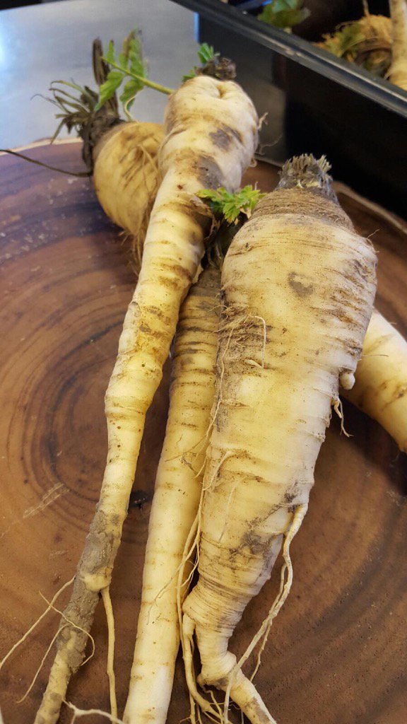 TheJuniperSpoon's tweet photo. Winter treasure: our garden helper dug up these spicy sweet gems hiding underground. #parsnips #junipergarden https://t.co/XEIOY7mgjf
