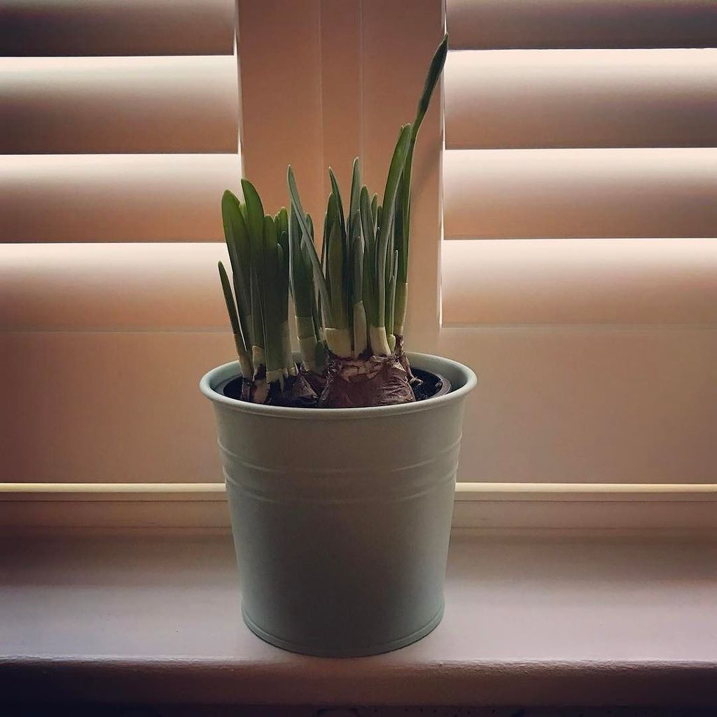 picknmixplants's tweet photo. Looking forward to this narcissus opening 💛 #narcissus #daffodils  #spring #yellow #picknm… https://t.co/CzWziwU0gO https://t.co/QkVmRvi8J6
