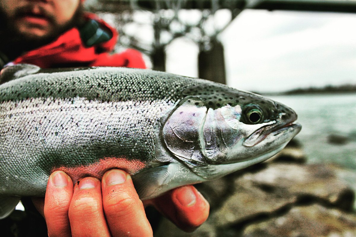The best Angle to display Beauty 🍁 
#topset #topsetsportfishing #devinerightphotography #canada #ontario #fishing #bluewater