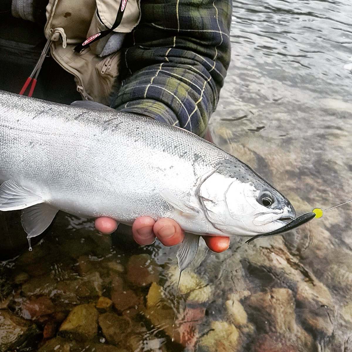 TOPSETSports's tweet photo. @tinocory Showing Off A Niagara Special 🍁
#topset #topsetsportfishing #gulpminnow #berkley #ontario #canada https://t.co/9zue6IlUwn