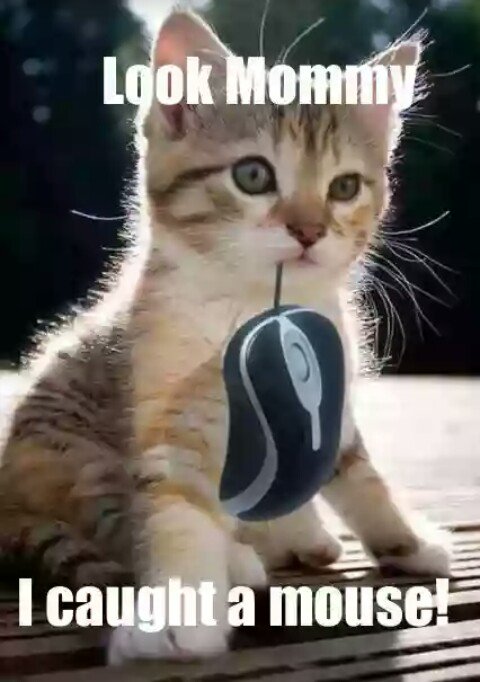 funcollections9's tweet photo. Smart Catty Kids 😂😂😂
Like + Retweet For More Funny 😉

#funny #meme #joke #lol #lmao #hilarious #laught #FCgroup https://t.co/xK9Jbg8t2I