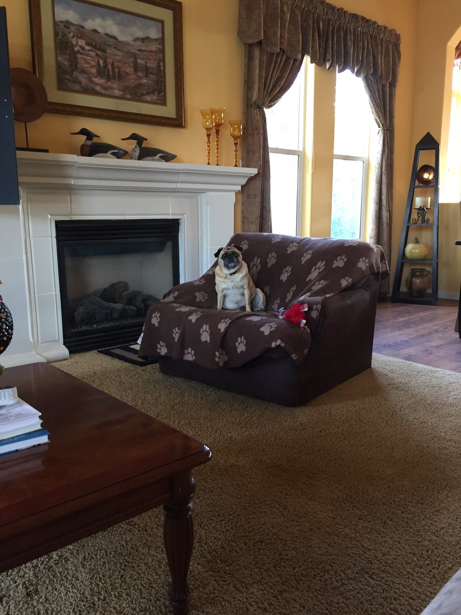 johnsett63's tweet photo. A dogs life https://t.co/SCGt2UsWvZ