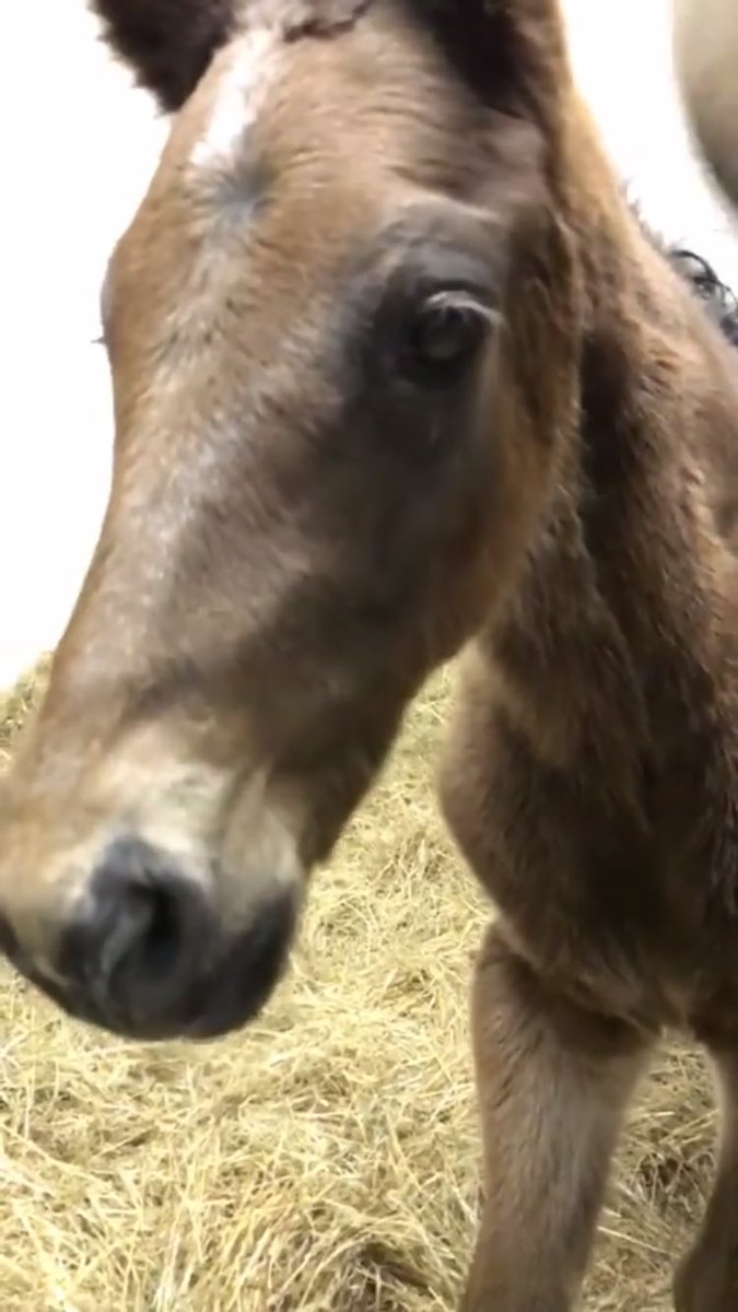 FanDuel_Racing's tweet photo. American Pharoah's FULL BROTHER was born early this morning at Jane Lyon's Summer Wind Farm!!! 😍😍😍 https://t.co/UUmZOGpJh4