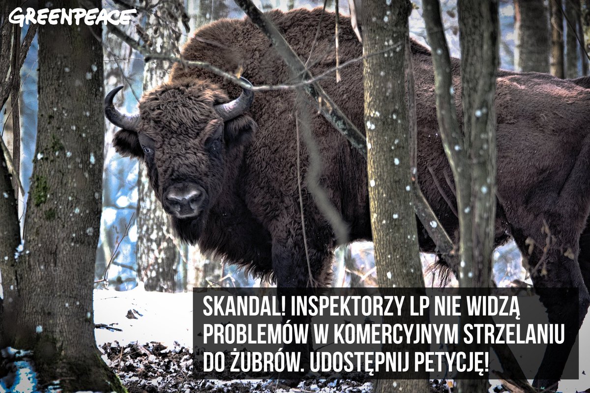 Greenpeace_PL's tweet photo. Inspektorzy Lasów Państwowych nie widzą problemu w polowaniu na #żubr.a za pieniądze. Skandal! podpisz i ud petycję https://t.co/dBHvYQ0VYL https://t.co/DDP2394fe3