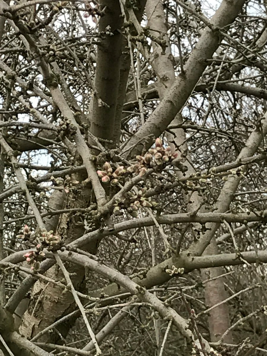 Bloom is just around the corner in Kern County with rain expected next week. Watch out for bloom diseases. 
thealmonddoctor.com/2017/02/09/alm…